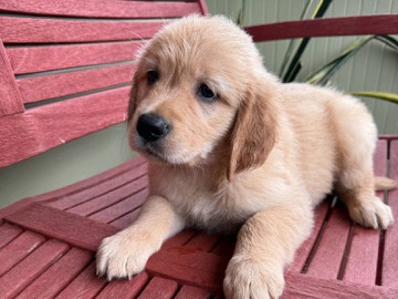 golden retriever 