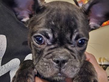 French Bulldog – 🐶Last Puppy Available – Sweet Brindle French Bulldog Female – Naples