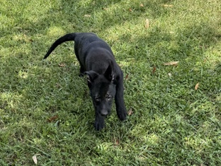 Belgian Shepherd Dog (Malinois) – Belgian Malinois – Homestead