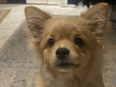 Shetland Sheepdog – الرياض السعودية – Riyadh