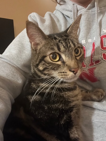 American Shorthair – 3 year old cat