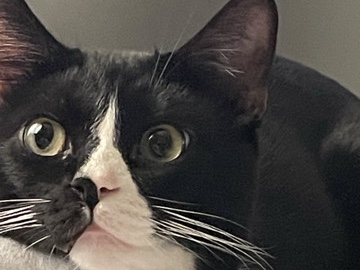 oreo free tuxedo – New York