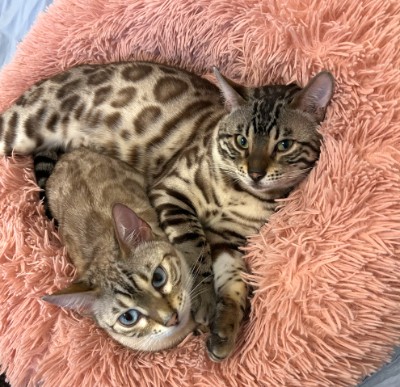 Bengal – 2 Young Bengal Cats – Fort Bragg