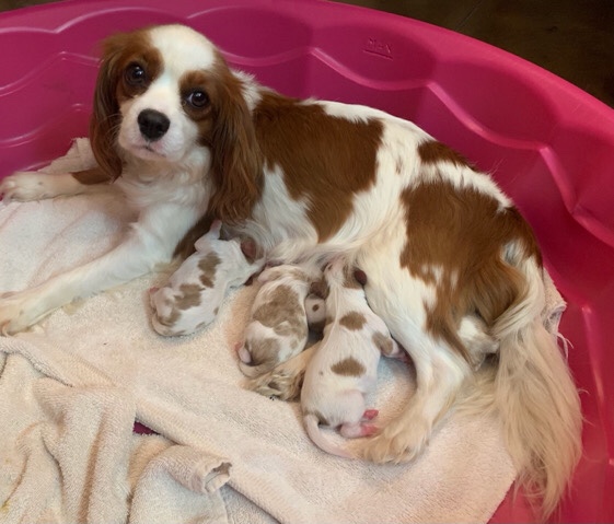 Cavalier King Charles Spaniel – AKC Cavalier Puppies