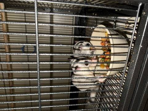 Sugar Glider – Sugar Gliders – Pascagoula