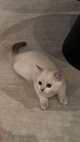 Scottish Fold – Pure scotish straight