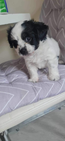 Maltese – puppies for sale
