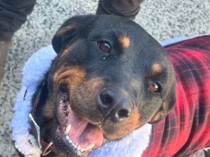 Rottweiler – purebred Rottweiler female for sale