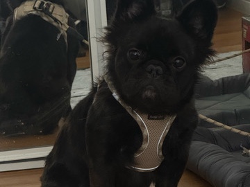 French Bulldog – Female Fluffy Frenchie – Orange