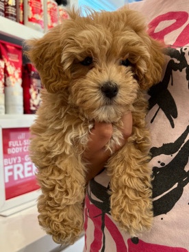 Female Maltipoo Puppy