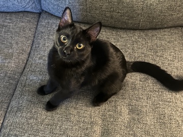 Need to Rehome Willow – Palmdale