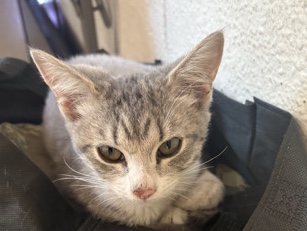 three month old cat needs a new home I can’t take care of her – Portland