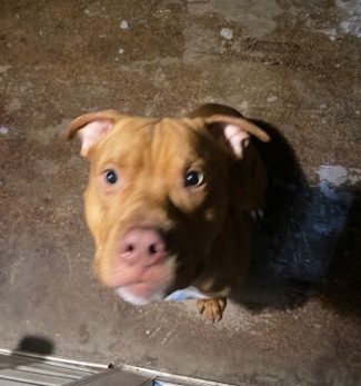 American Bulldog – rehoming