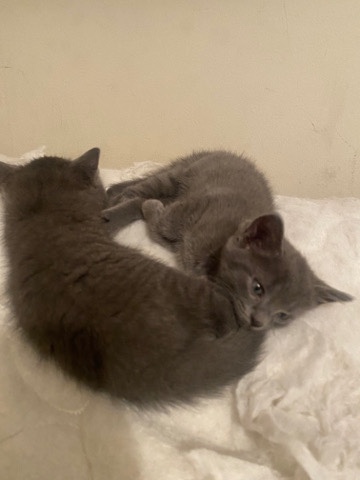 American Shorthair – Male kitten ready for his forever home