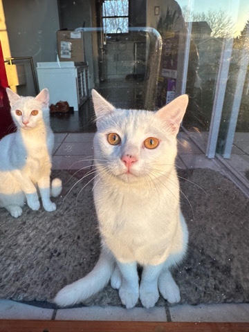 Khao Manee – 2 brown eyes khao manee kittens - male & female
