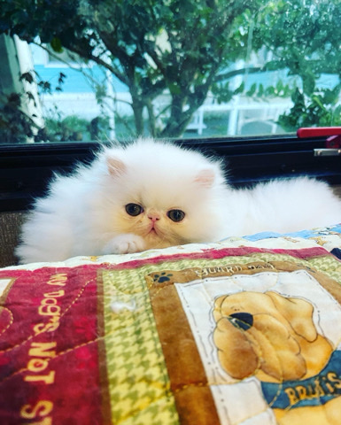 Persian (Traditional) – Purebred White Female Persian Kitten