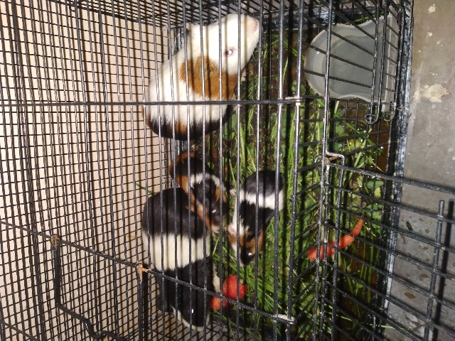 Any – I want to sell gini pigs