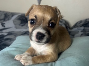 Mixed Breed – 🌸🐾 MEET ARROW — YOUR NEXT LITTLE BEST FRIEND! 🐾🌸 – Los Angeles