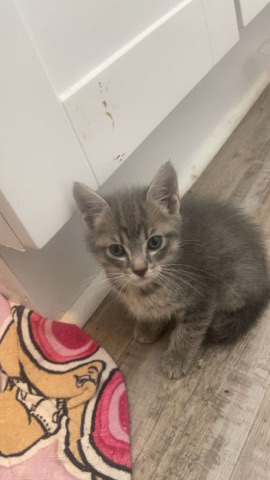 kittys for sale