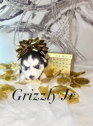 Siberian Husky – Siberian Huskies Puppies