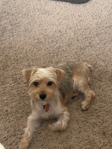 Yorkshire Terrier – New Home needed for a sweet boy