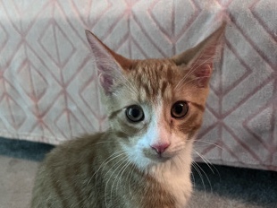 American Shorthair – Sweet 14-week old kitten – Sewell