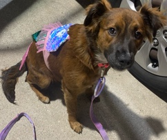 German Shepherd – German mix
