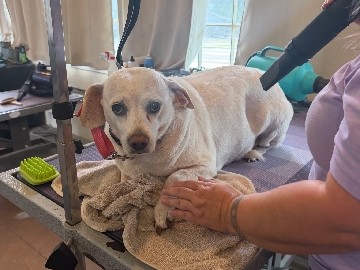 Mixed Breed – EMERGENCY REHOME Sugar the Beagle Mix – Middletown
