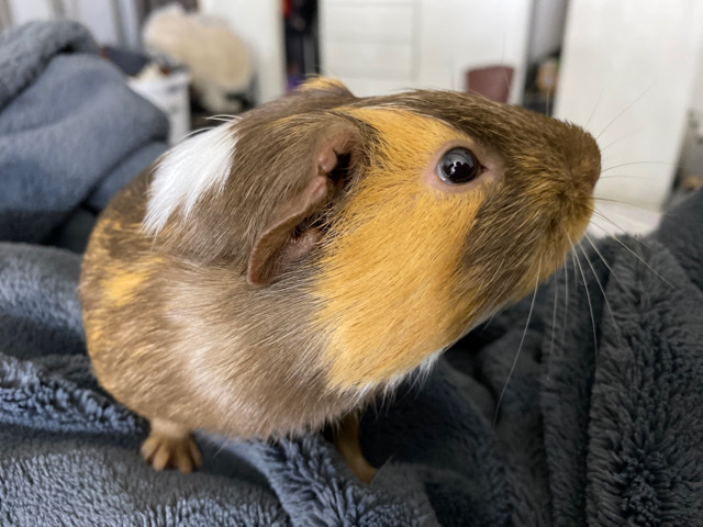 guinea pig – Brown/Caramel Male Guinea Pig