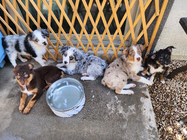Miniature Australian Shepherd – 5 mini Aussies for sale – Queen Creek
