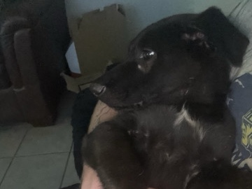 German Shepherd – rehome – Forest City