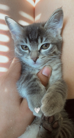 cats need new home