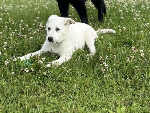 Pyrenees – Female Puppy 