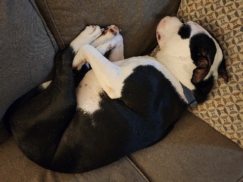 Staffordshire Bull Terrier – Friendly Staffordshire Bull Terrier – 9 Years Old in Glen Allen – Glen Allen