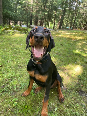 Doberman Pinscher – Doberman pinscher