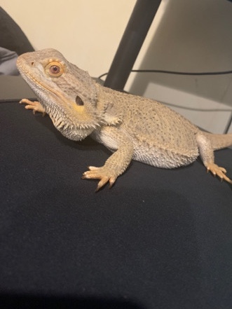 Any – bearded dragon and vivarium
