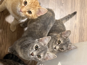 Social Kittens Need Homes // Free – Salem
