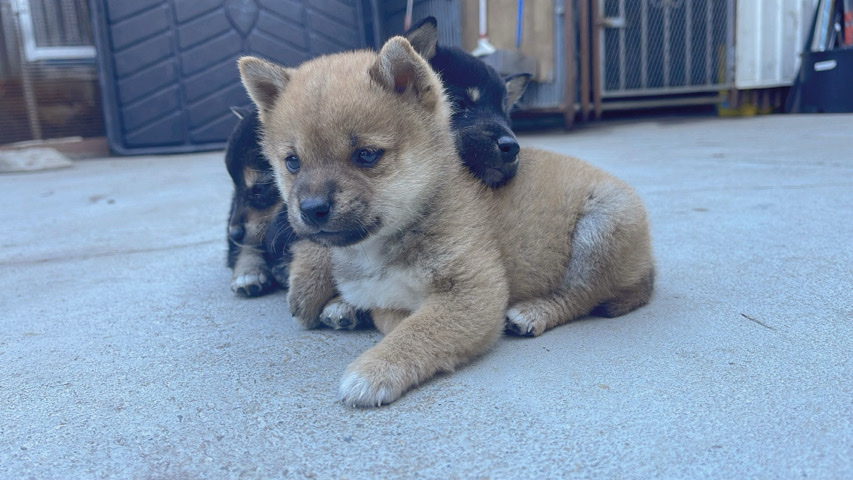 Shiba Inu – Shiba Inu puppy