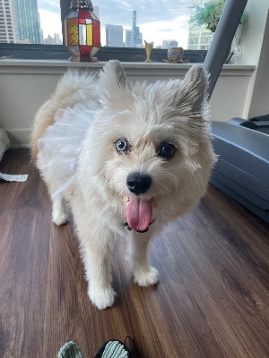 Pomeranian – Friendly Pomsky Dog – Plano