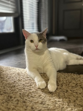 American Shorthair – Benji 4yr old male