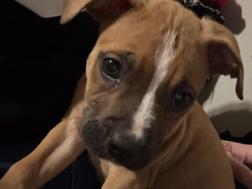 American Pit Bull Terrier – bully puppy – Columbus