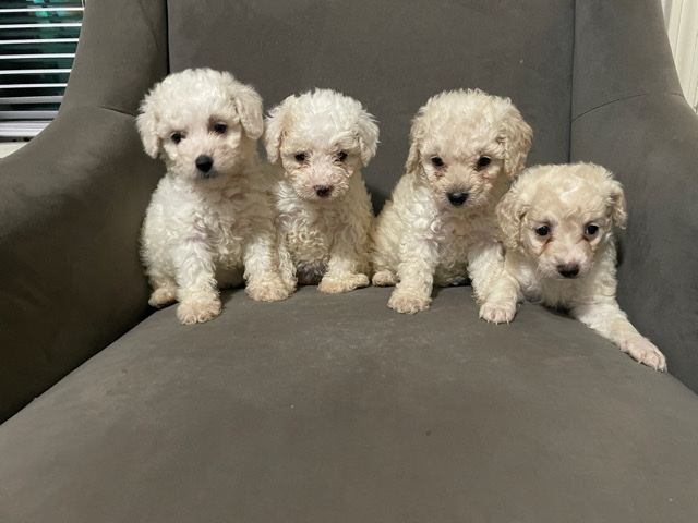 French Poodles