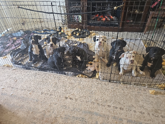 French Bully Bulls – Nellis Air Force Base
