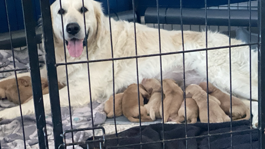 Golden Retriever – goldendoodle health tested parents