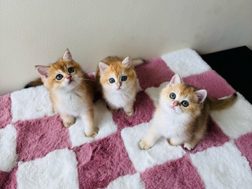 British Shorthair - Golden British Shorthair available for adoption in Dubai