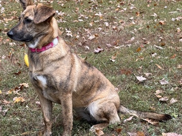 German Shepherd – Rehome Bindi – Chesterfield