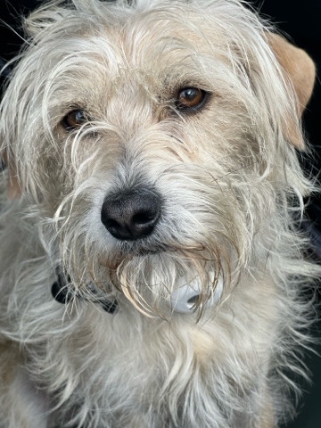 Welsh Terrier – 2 yr old Benji dog to good home