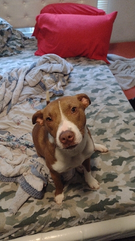 American Pit Bull Terrier – Prada