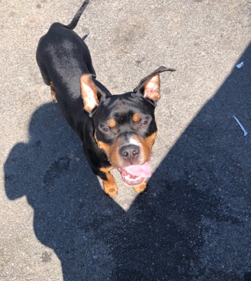 Rottweiler – Adopt Sheisty