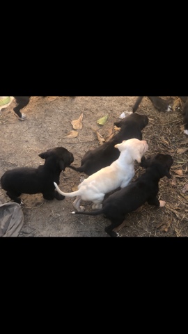 American Pit Bull Terrier – need home asap